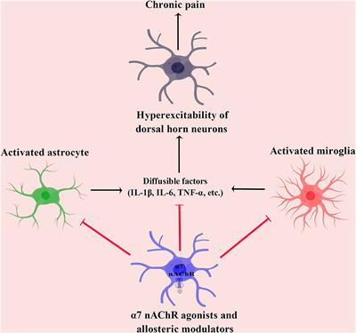 Targeting α7 nicotinic acetylcholine receptors for chronic pain